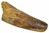Fossil Spinosaurus Tooth - Real Dinosaur Tooth #345490-1